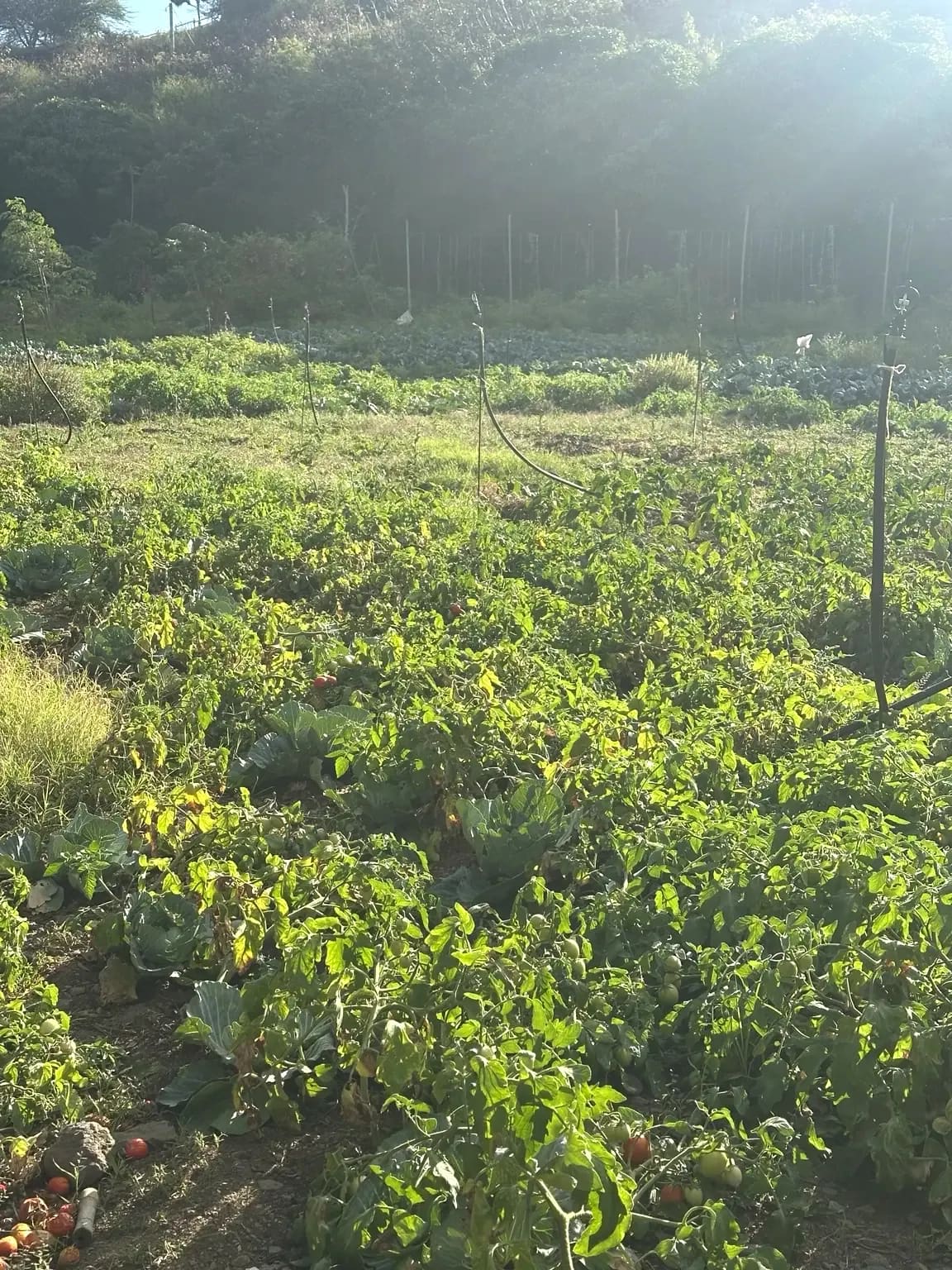 Les cultures du potager familial d'Otentika, sur les hauteurs de Rivière Banane