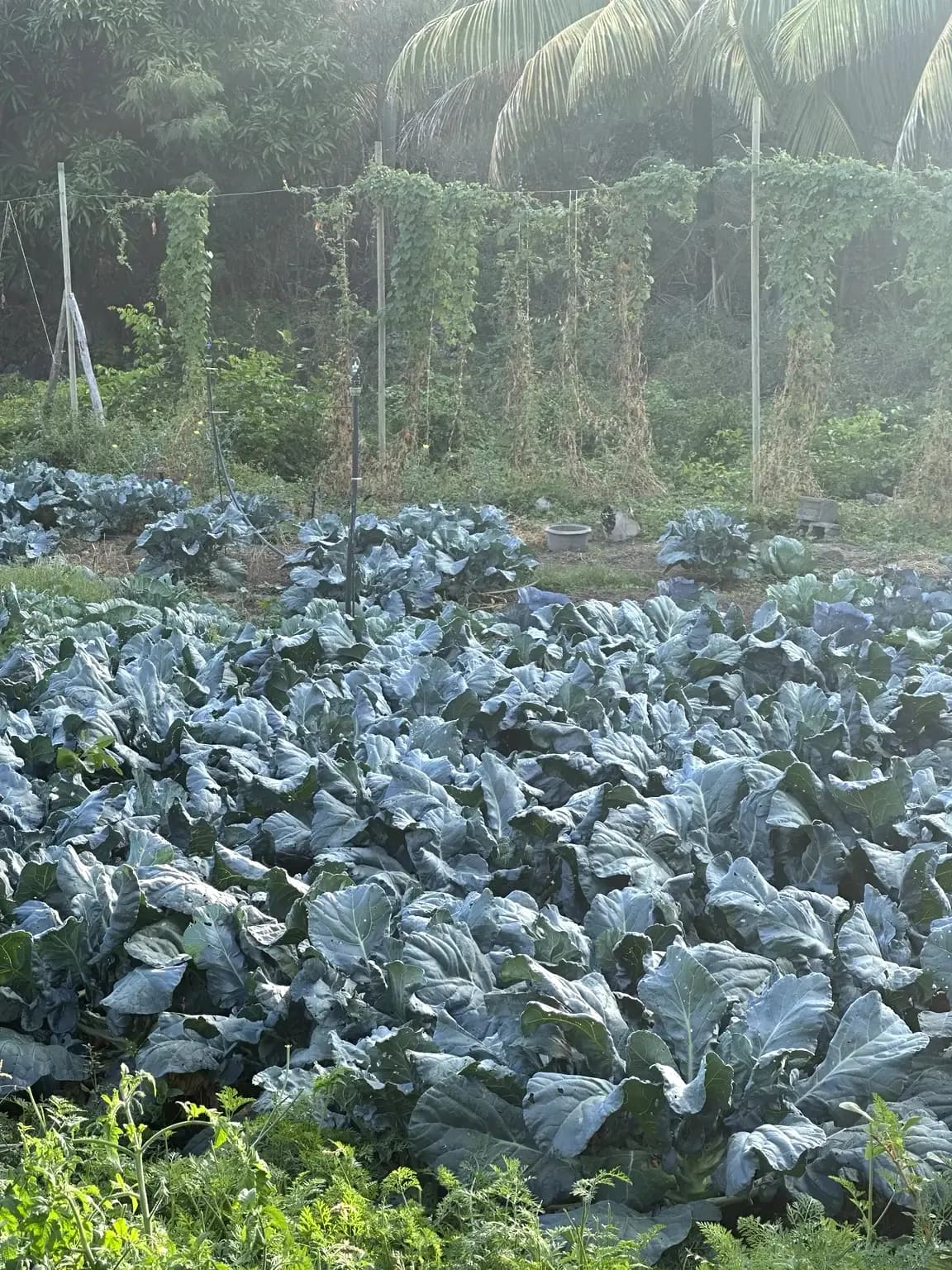 Rangées de choux dans le potager familial d'Otentika à Rodrigues
