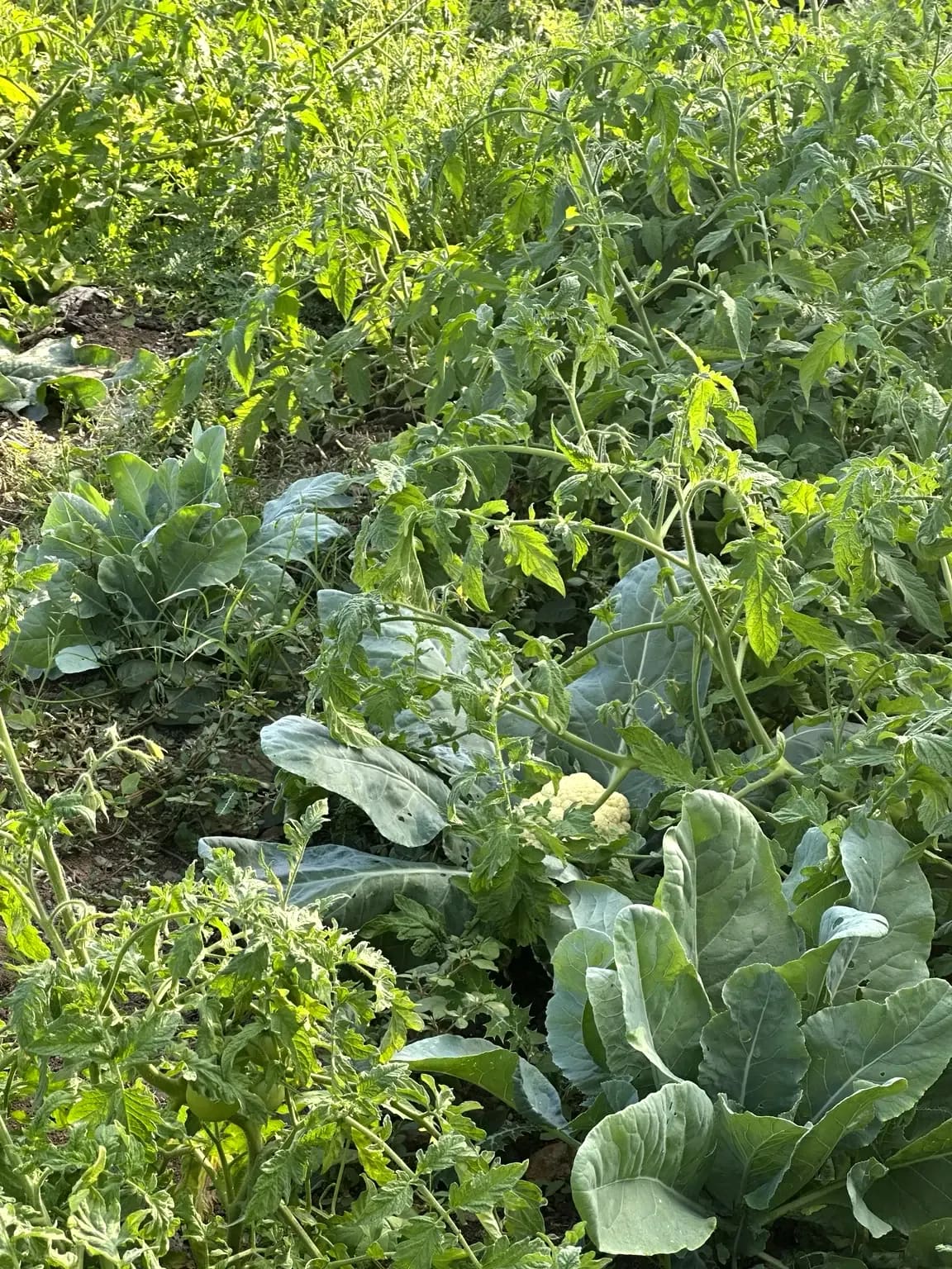 Tomates et choux-fleurs cultivés dans le potager familial d'Otentika